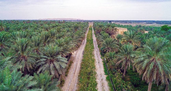 The Kingdom of Saudi Arabia, the second largest producer of dates in the world, has contributed to support the date palm sector at the international level through initiatives, in coordination with international organizations.