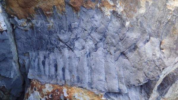 This fossil specimen was found on a Northumberland beach in what researchers believe was an old river channel.