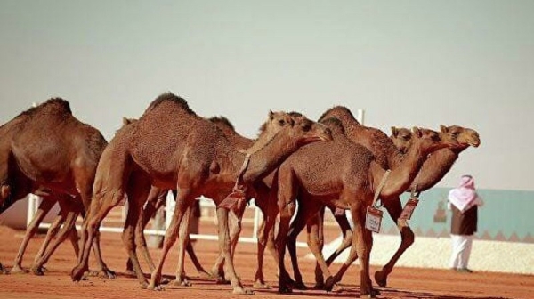 Saudi man makes history, leasing his camels for SR20 million for 48 hours