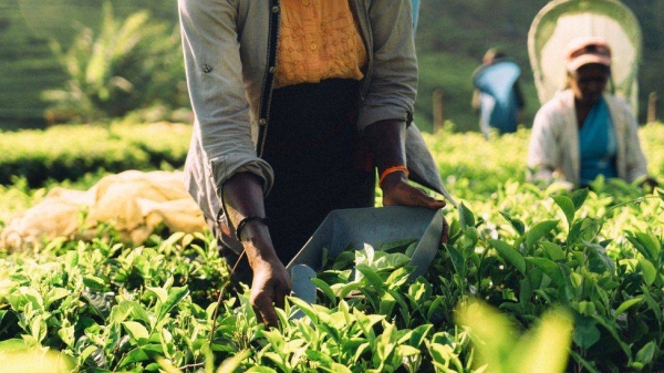 
Women picking tea in Sri Lanka.
