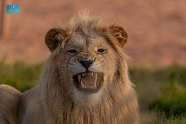 White lions are one of the rarest species and the most recent to be brought to the region.