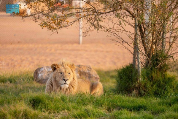 White lions are one of the rarest species and the most recent to be brought to the region.