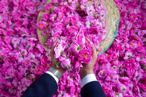 Taif rose festival