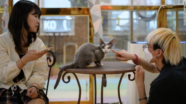Customers play with a cat at the Eden Meerkat Friends animal cafe in Seoul.