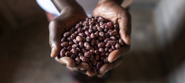 A Rwandese farmer holds a handful of beans after the harvest.