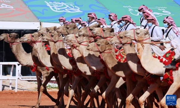 King Abdulaziz Camel Festival allocates SR88m cash prizes - Saudi Gazette