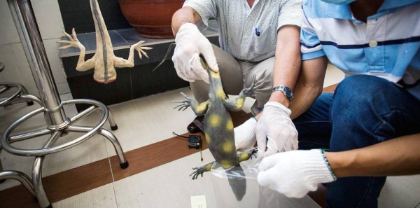 At a wildlife training session in Vietnam, a specimen is preserved by the participants. — courtesy UNODC/Piotr Zarovski