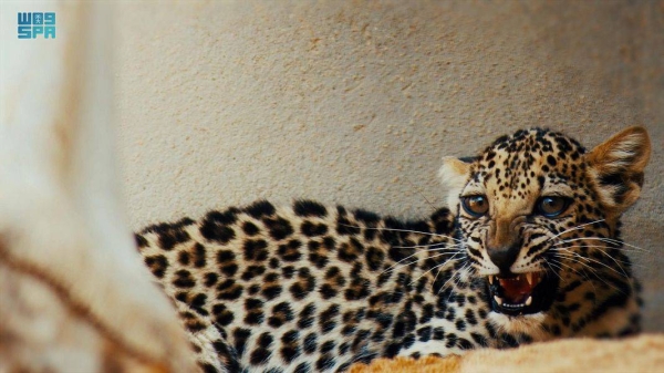 File photo of an Arabian leopard cub, whose birth was announced earlier by the Royal Commission for AlUla (RCU)