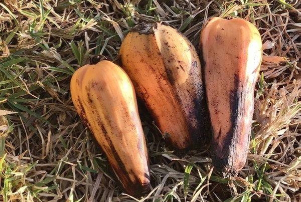 Enset, the banana-like crop has the potential to feed more than 100 million people in a warming world.