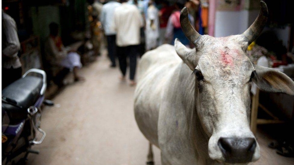 Stray cattle are a common sight in India's towns and villages.