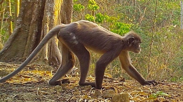 The Popa langur is among 224 new species listed in the World Wildlife Fund's latest update on the Mekong region.