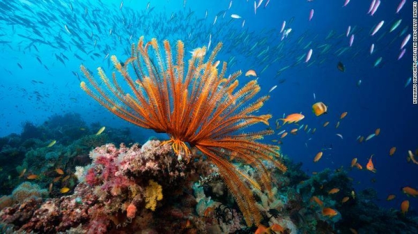 The Great Barrier Reef is home to more than 1,500 types of fish, over 400 kinds of hard corals and dozens of other species.
