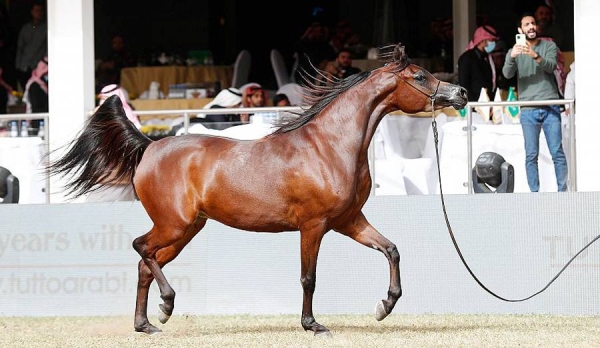 Under the patronage of Prince Khalid Bin Sultan, and in the presence of princes and ambassadors of several countries to the Kingdom, the ninth edition of the Prince Sultan Bin Abdulaziz International Arabian Horse concluded Saturday, in Riyadh.