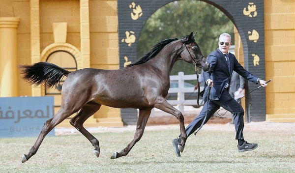 Under the patronage of Prince Khalid Bin Sultan, and in the presence of princes and ambassadors of several countries to the Kingdom, the ninth edition of the Prince Sultan Bin Abdulaziz International Arabian Horse concluded Saturday, in Riyadh.