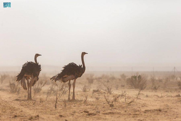 Wild species released in Saudi reserve during winter activities of Zubaydah Trail