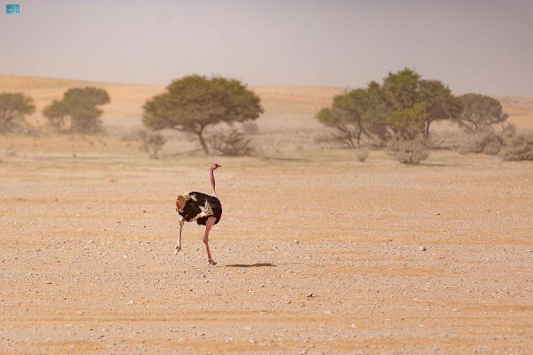 Wild species released in Saudi reserve during winter activities of Zubaydah Trail