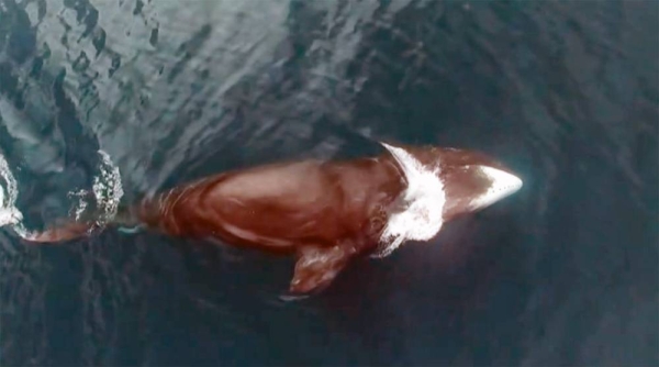 Iceland to end whaling by 2024 after fall in demand, authorities say.