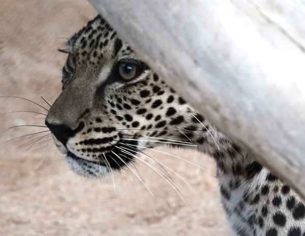 Arabian Leopard Day kicks off across Gulf region shining spotlight on  endangered species - Saudi Gazette