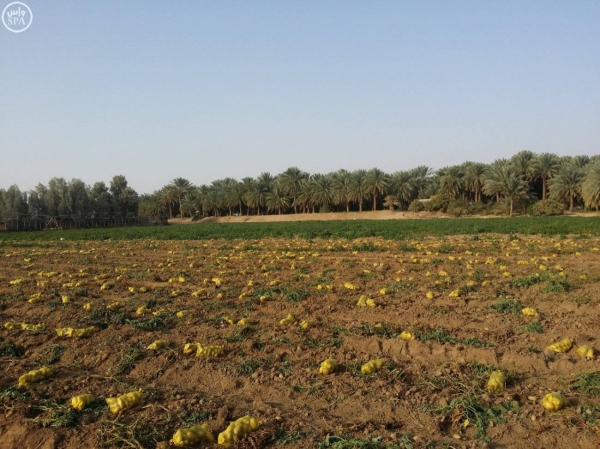 Saudi farmers gear up for potato export