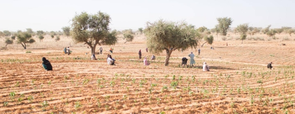 Malian refugees tend vegetables in Ouallam, Tillaberi region, Niger.
