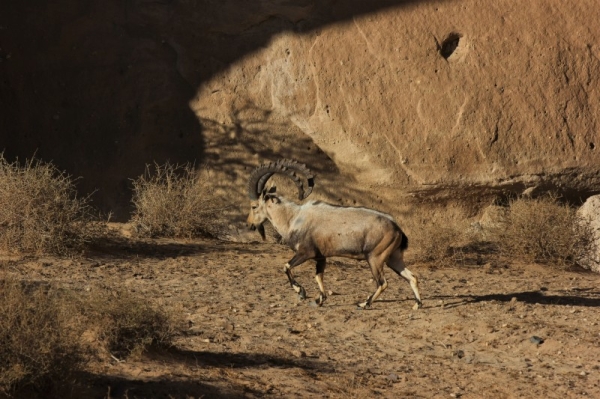 A Nubian ibex is seen at AlUla amid sandstone rocks and Ephedra alata shrubs, which thrive on sandy soil. (Credit: Stephen J Browne Royal Commission for AlUla).