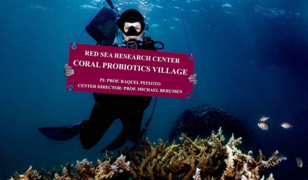 KAUST recently announced the inauguration of the world’s first coral probiotics village in the Red Sea. The village is part of the University’s Red Sea Research Center (RSRC) efforts and approach to coral preservation and restoration.