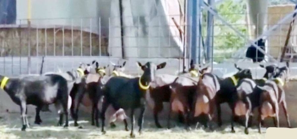 Agriculture Agency inaugurates first Saudi farm exporting Murciano goats