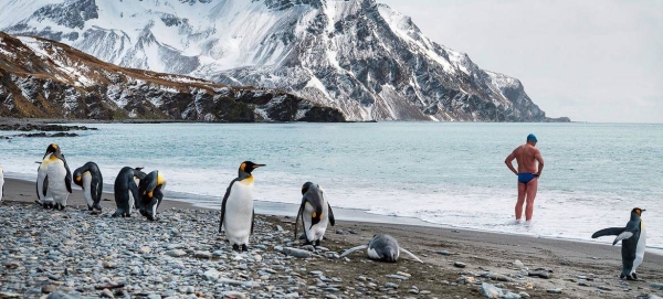 A man prepares to swim as penguins frolic on a beach in Antarctica.