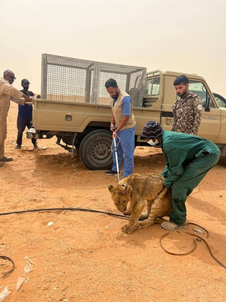 A stray lion sustained injuries when it was hit by a vehicle on a Riyadh road. The injured lion was transferred to National Center for Wildlife, according to Maj. Raed Al-Maliki, spokesman of the Special Forces for Environmental Security.