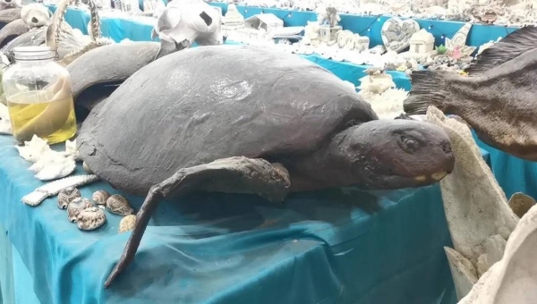 The mummified turtle in Zaylai AlZaylai's museum on Farasan Island.