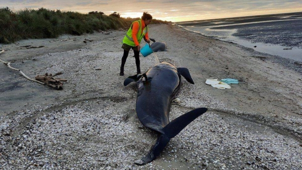 A rescuer is pouring water over a whale in a bid to keep it alive.