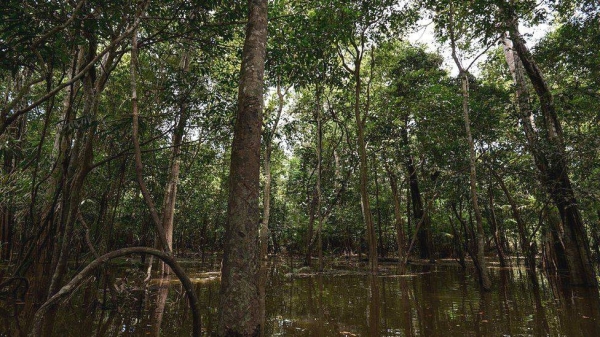 The brothers were lost in the Amazon during its rainy season, when moving in the jungle is even more difficult than usual.