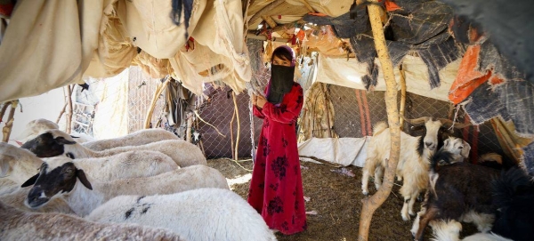 Displaced families are living in remote settlements in Marib, Yemen.