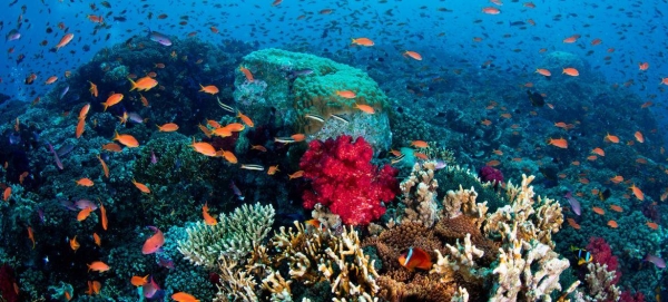 Coral reefs harbor the highest biodiversity of any ecosystem globally.