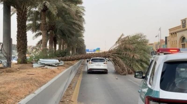 Citizen upset, Twitteratis astonished over Najm’s penalty after video of date palm tree falling over car goes viral
