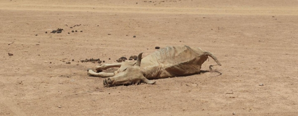 Around one million livestock are believed to have died in drought-affected parts of Somali Region, Ethiopia.
