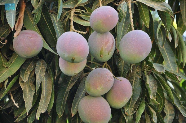 Jazan Mango: One million trees and 65,000 tons of fruits annually