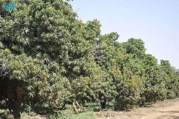 Jazan Mango: One million trees and 65,000 tons of fruits annually