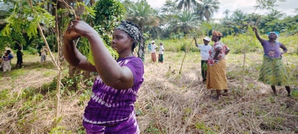 

A women's cooperative in Guinea has planted vitamin-rich Moringa trees which provide dietary supplements as well as supporting biodiversity and preventing soil erosion. — courtesy UN Women/Joe Saade