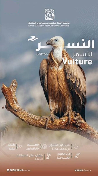 King Salman Bin Abdulaziz Royal Reserve has spotted a large number of nesting sites for the Griffon Vulture bird on its territory.
