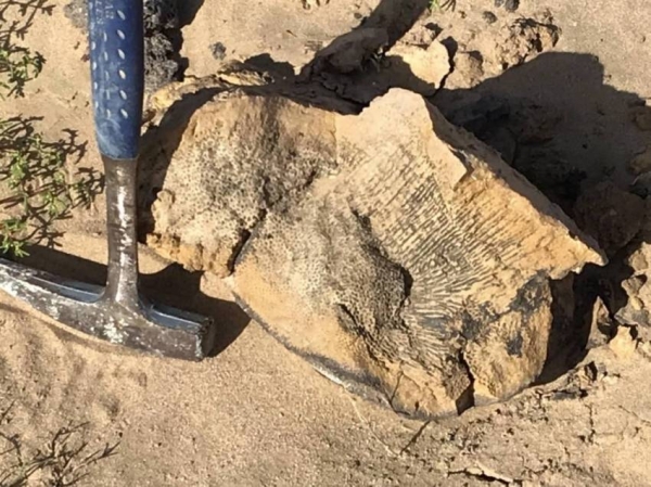 80 million years old fossils of aquatic reptile discovered in western Saudi Arabia