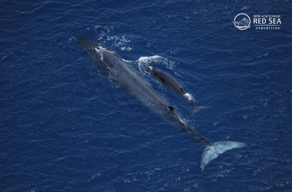 The National Center for Wildlife (NCW) announced on Saturday that it has spotted a rare whale in the waters of the Red Sea.
