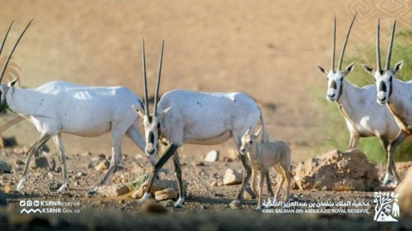 The King Salman Royal Reserve in the Northern Borders Region witnessed the first birth of an Arabian Oryx, and this happened after a gap of 90 years in this natural reserve.