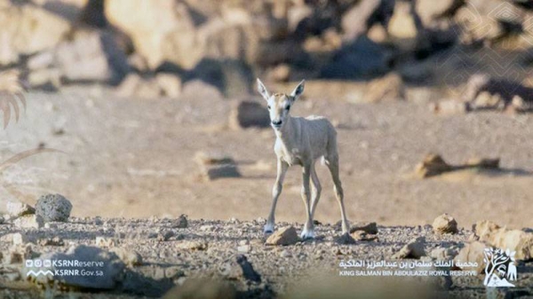 The King Salman Royal Reserve in the Northern Borders Region witnessed the first birth of an Arabian Oryx, and this happened after a gap of 90 years in this natural reserve.