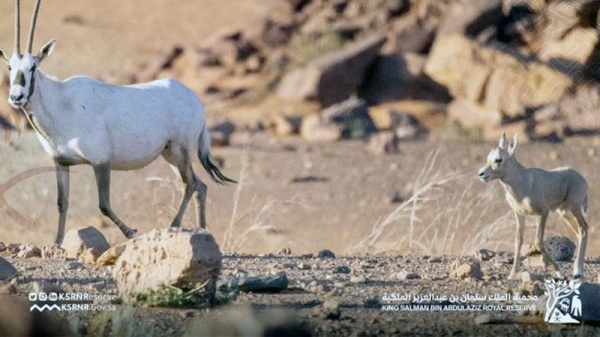 The King Salman Royal Reserve in the Northern Borders Region witnessed the first birth of an Arabian Oryx, and this happened after a gap of 90 years in this natural reserve.