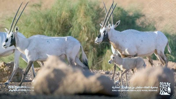 The King Salman Royal Reserve in the Northern Borders Region witnessed the first birth of an Arabian Oryx, and this happened after a gap of 90 years in this natural reserve.