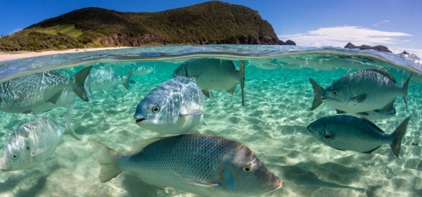 A school of fish swim in the Pacific Ocean in Australia