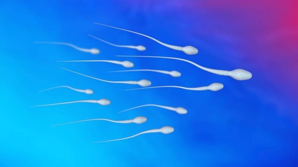 Hunting for clues on falling sperm counts, scientists have found ‘alarming’ levels of chemicals in male urine samples