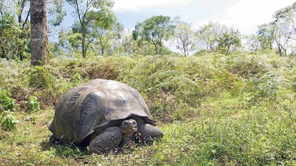 A giant tortoise. — courtesy Canva / CraigJRD