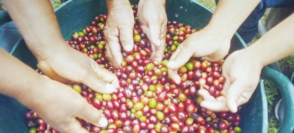 50 Amigas, a coffee-making collective in Caucas, Colombia, supported by the UN Peacebulding Fund. — courtesy UN Multi-Partner Trust Fund for Sustaining Peace in Colombia